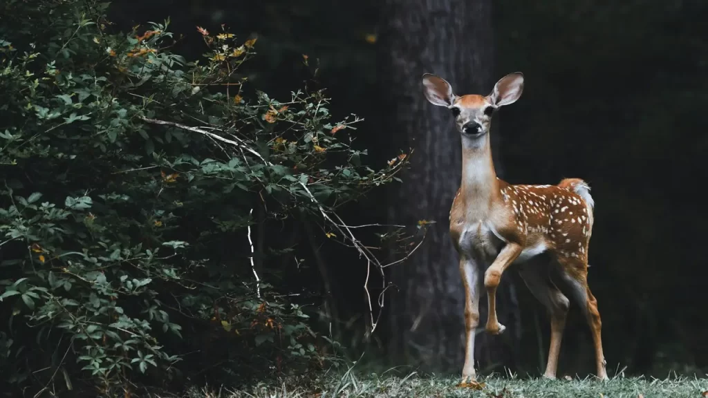 Genesis Whitetail Hunts Illinois