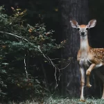 Genesis Whitetail Hunts Illinois