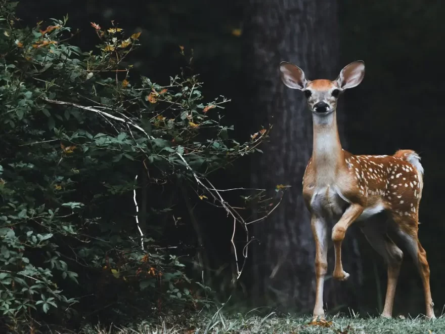 Genesis Whitetail Hunts Illinois