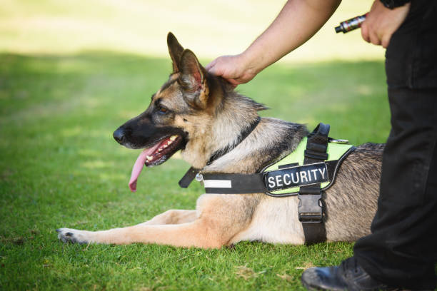 security dog services