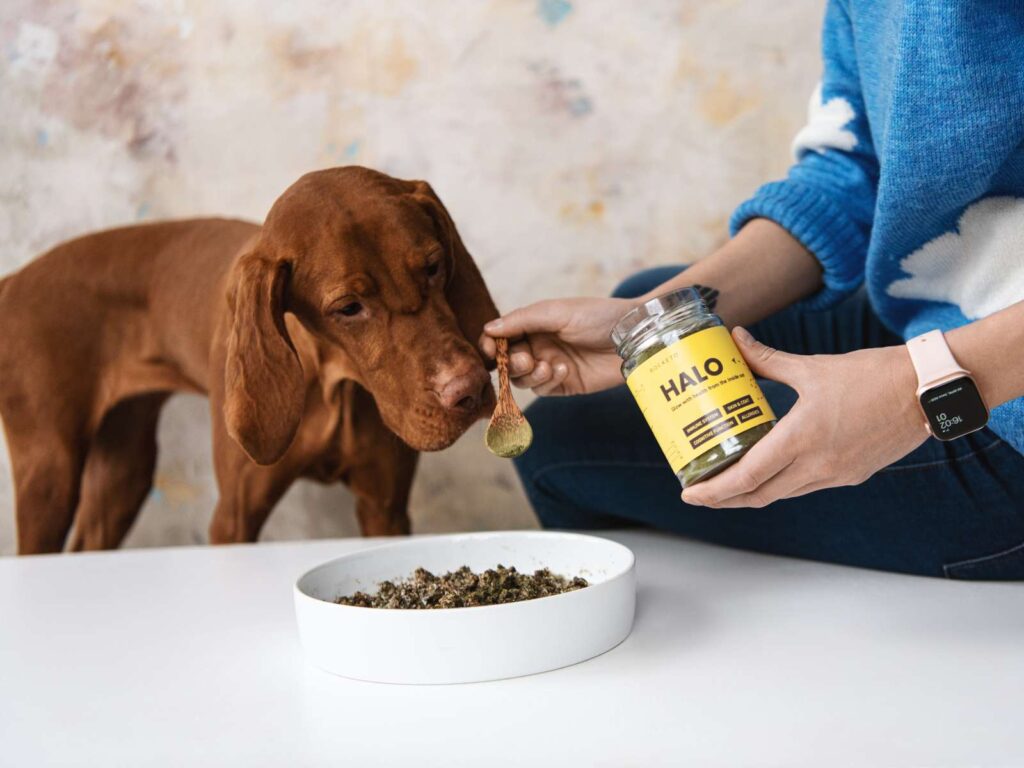 Die Natur heilt: Herbal Supplements für vitalere Hunde