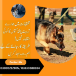 Significance of Military Canine Training Army dog Centers