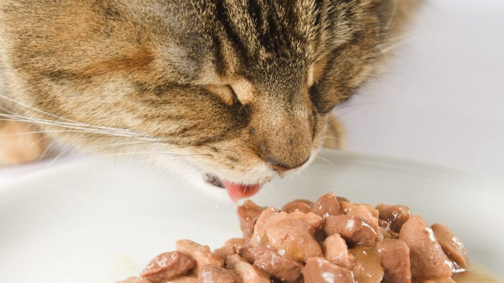 Cat Food Market Report, Segments, Industry Growth, Size, Share, Key Players, Forecast 2024-2032