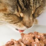 Cat Food Market Report, Segments, Industry Growth, Size, Share, Key Players, Forecast 2024-2032