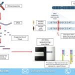 Next-Generation Sequencing (NGS) Market: Global Forecast 2024-2030 – Trends, Growth, Impact of Inflation, Opportunities, and Company Analysis