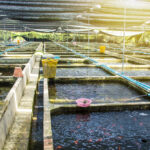 Sustainable Aquaculture