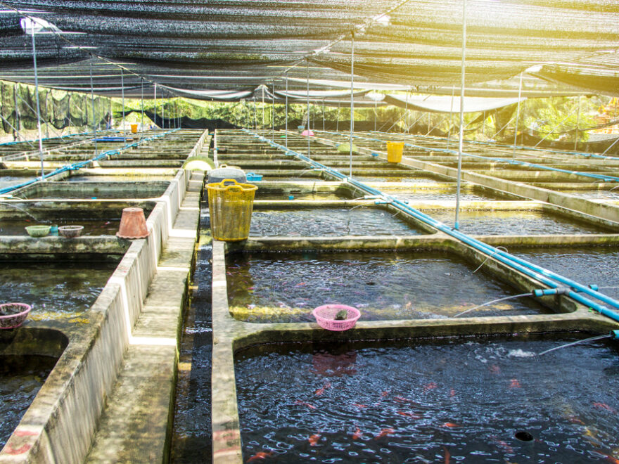 Sustainable Aquaculture