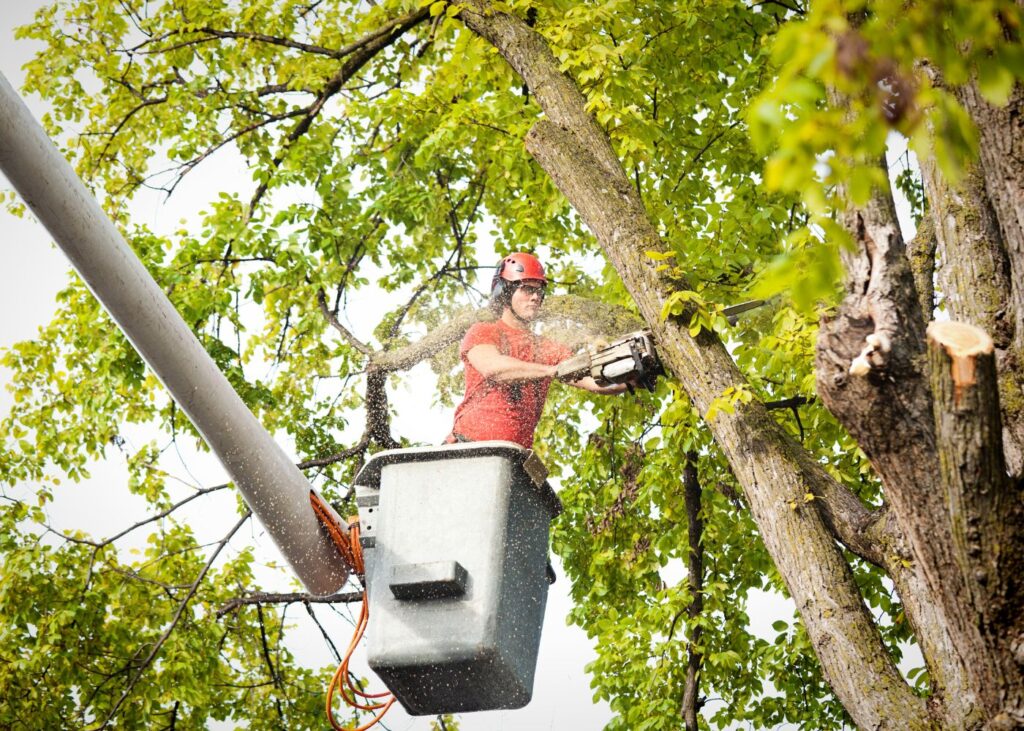 tree removal