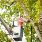 tree removal