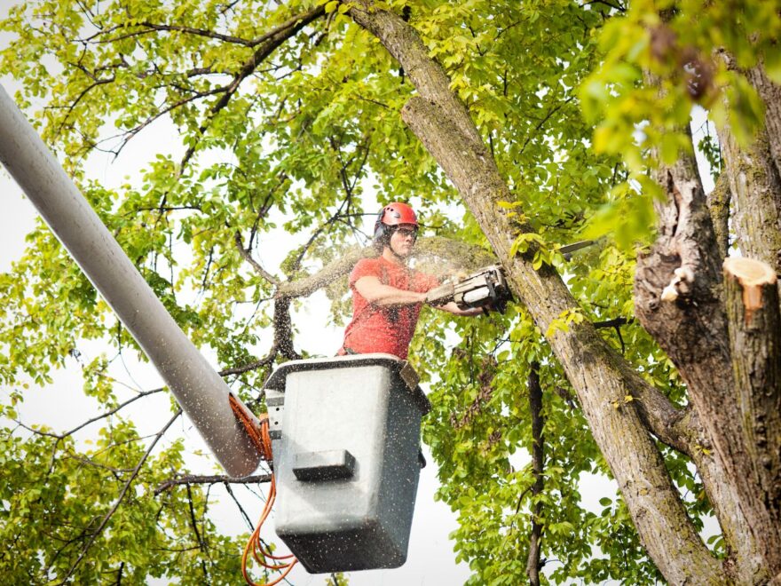 tree removal