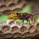 Wasp Removal Franklin Square