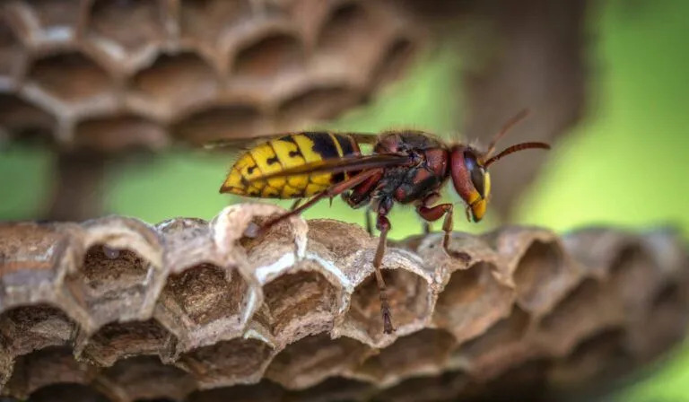 Wasp Removal Franklin Square