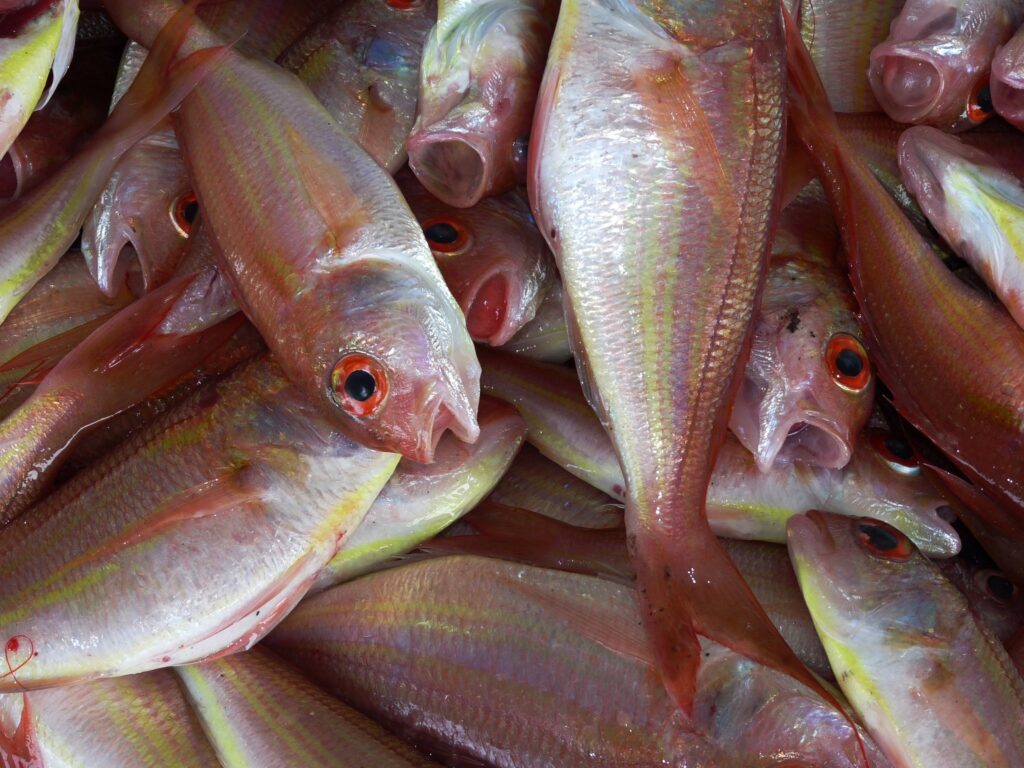 Keys to Running a Profitable Fish processing Plant Setup Report 2024: Cost Details