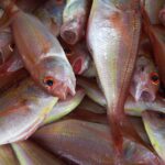 Keys to Running a Profitable Fish processing Plant Setup Report 2024: Cost Details