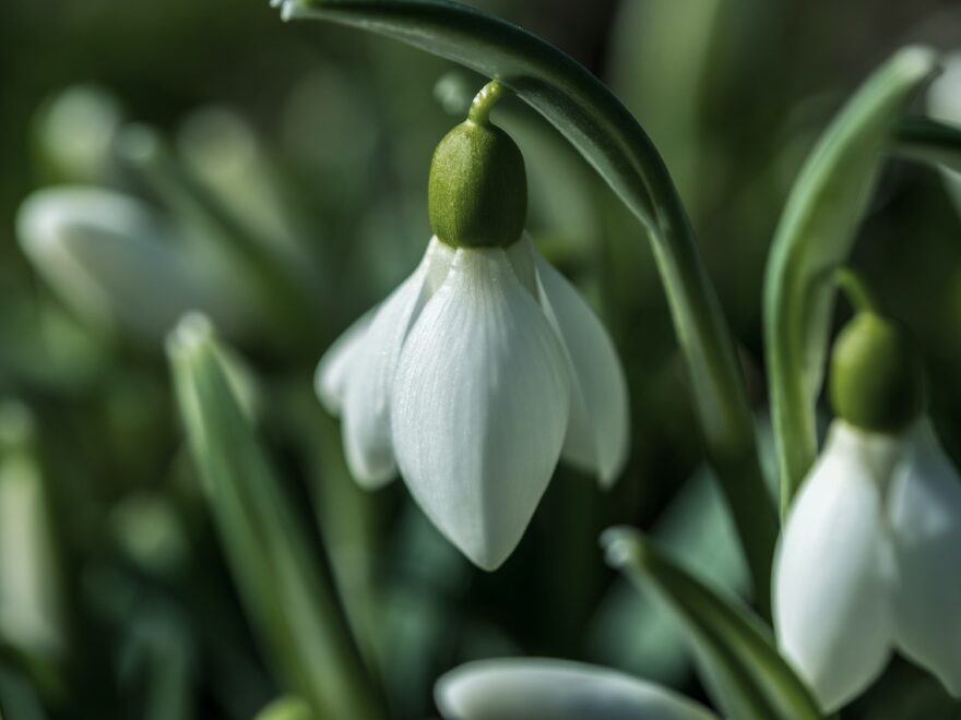 funeral Flower