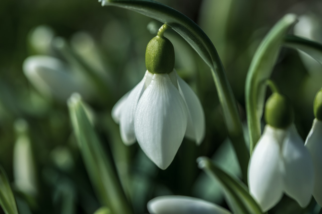 funeral Flower