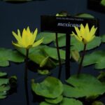 how to plant water lily