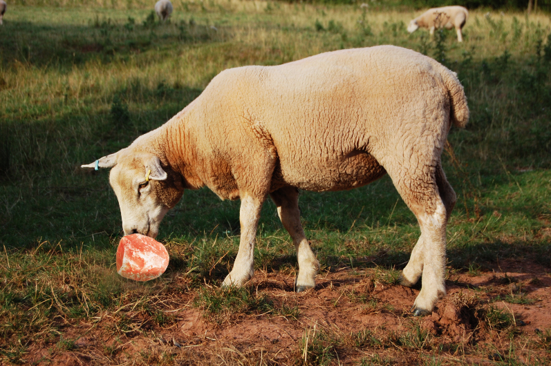 salt licks for animals