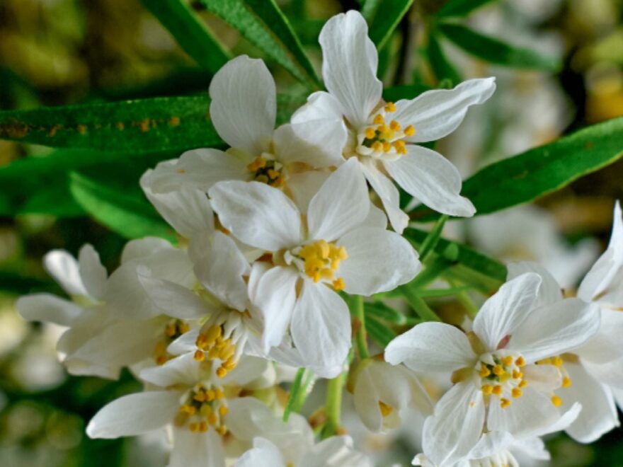 Romantic Flowers