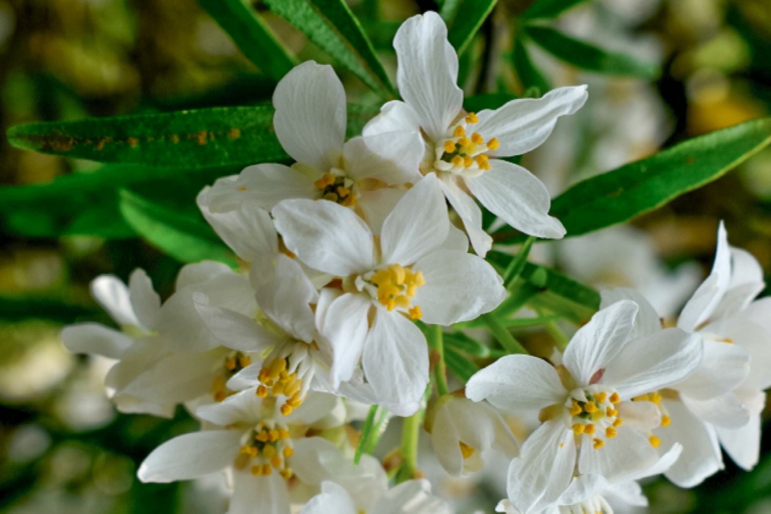 Romantic Flowers