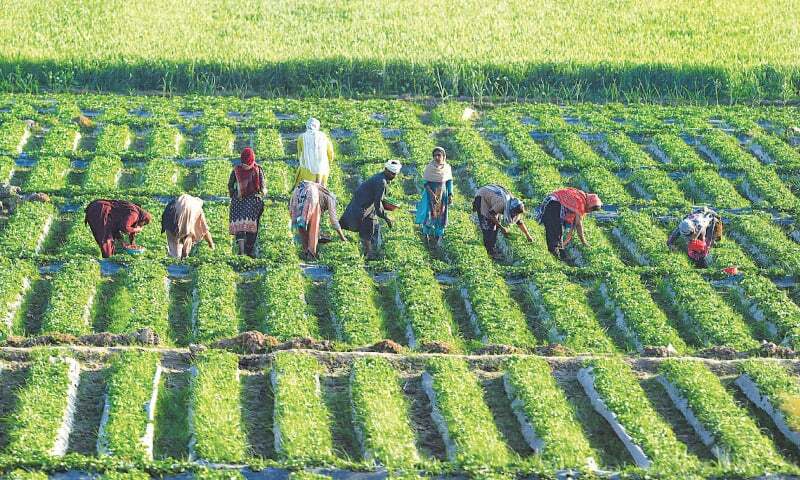 Crop Insurance in Pakistan