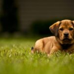 Dog on artificial turf