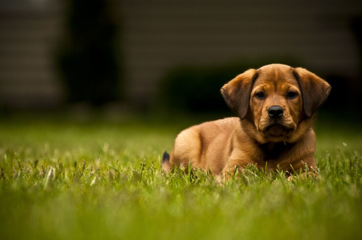 Dog on artificial turf