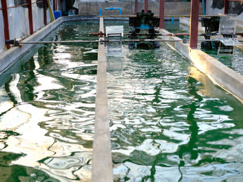 spirulina farming