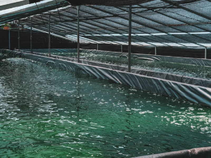 spirulina farming