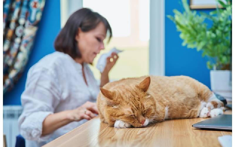 home remedies for cat allergies