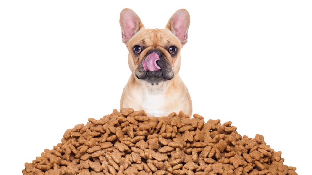 Grain Free Dog Food