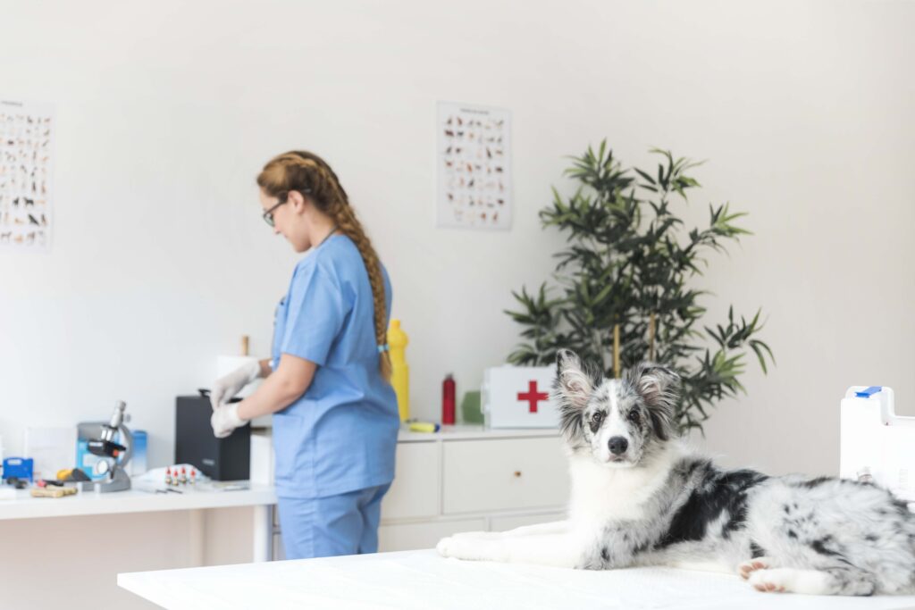 Recommended Health Check-ups and Pet Vaccinations for Your Pet