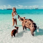 Discover the Unforgettable Experience: Swimming with Pigs in the Bahamas