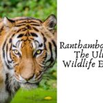 Ranthambore safari