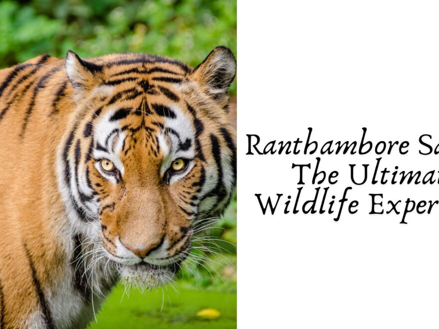 Ranthambore safari