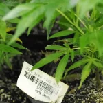 Barcode Scanning in Your Cannabis Operation