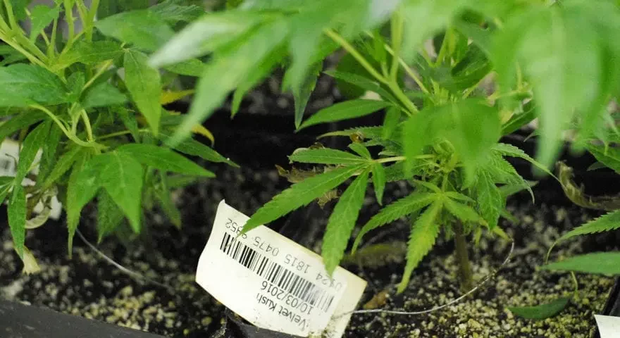 Barcode Scanning in Your Cannabis Operation