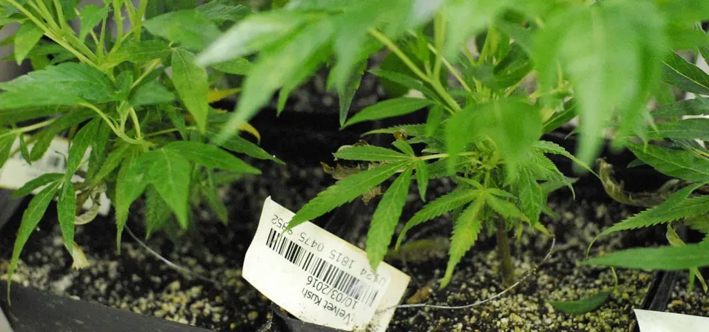 Barcode Scanning in Your Cannabis Operation