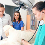 Beyond the Basics: A Guide to Choosing the Right Veterinary Service for Your Pet