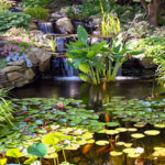 Pond Plants for Clear Water Natural Filtration Solutions