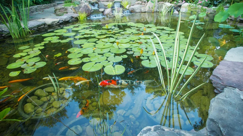 Introduction to Pond Plants for Clear Water