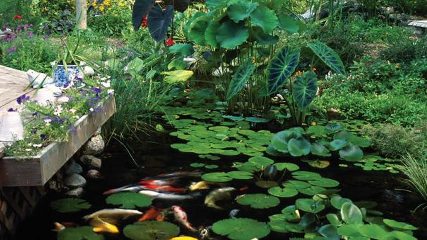 Selecting and Planting Pond Plants