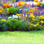 Best Gardening For Beginners