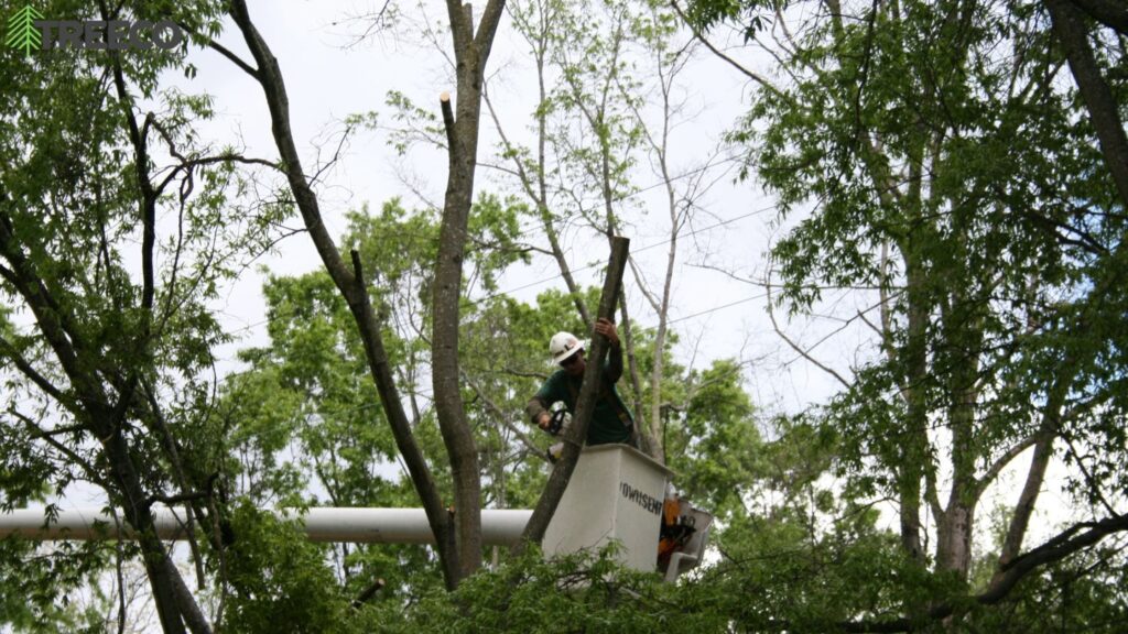 Best Tree Trimming in Atlantic Beach: Reducing the Risk of Falling Branches