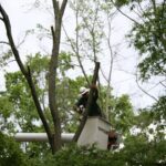 Best Tree Trimming in Atlantic Beach: Reducing the Risk of Falling Branches