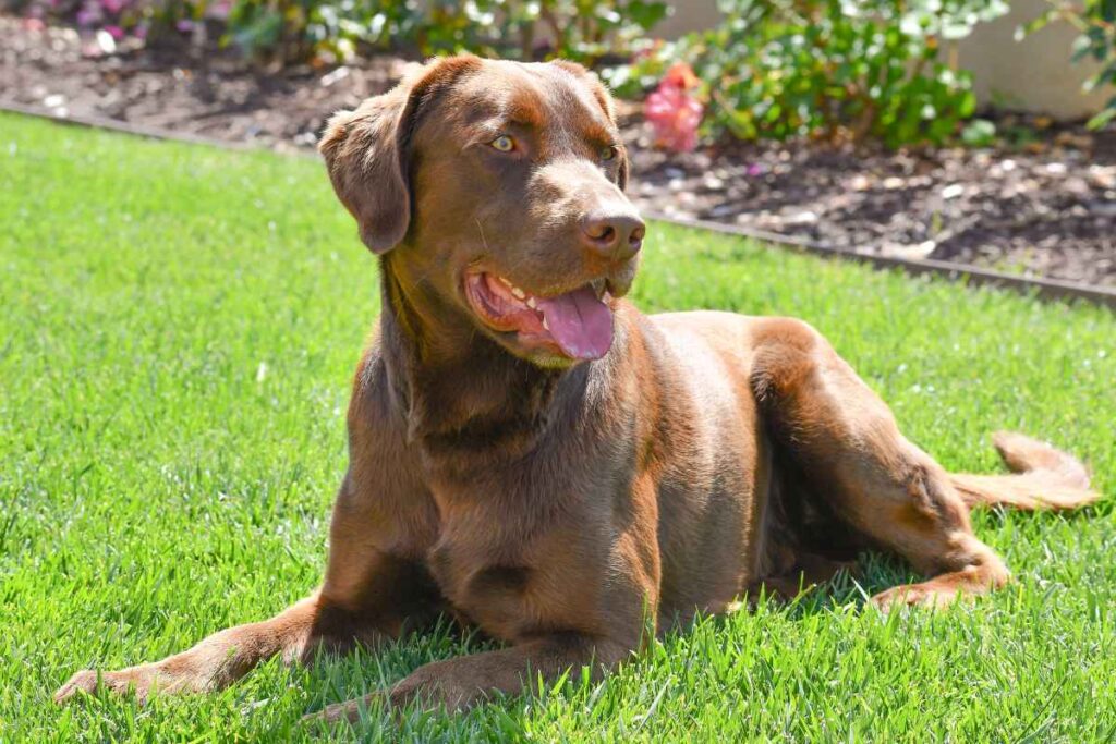 Exploring the Chocolate Lab Husky Mix: Characteristics and Considerations