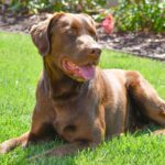 Exploring the Chocolate Lab Husky Mix: Characteristics and Considerations