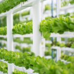 GCC Hydroponics Market Size and Forecast Report 2024-2032