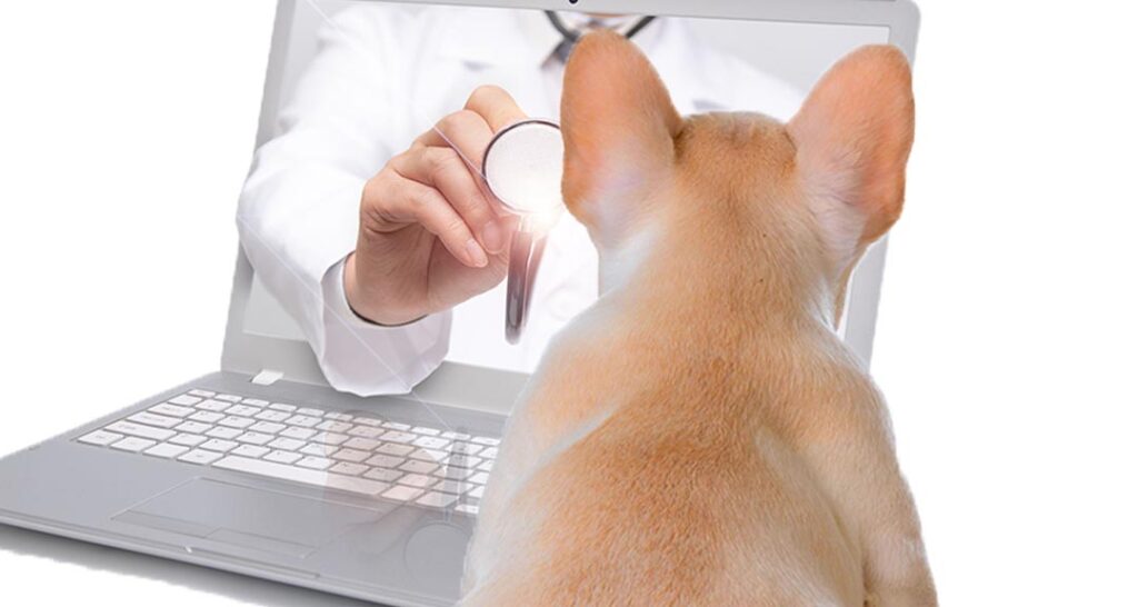 Veterinary Telehealth Market Segments, Industry Growth, Size, Key Players and Forecast 2024-2032