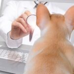 Veterinary Telehealth Market Segments, Industry Growth, Size, Key Players and Forecast 2024-2032